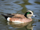 American Wigeon (WWT Slimbridge March 2011) - pic by Nigel Key